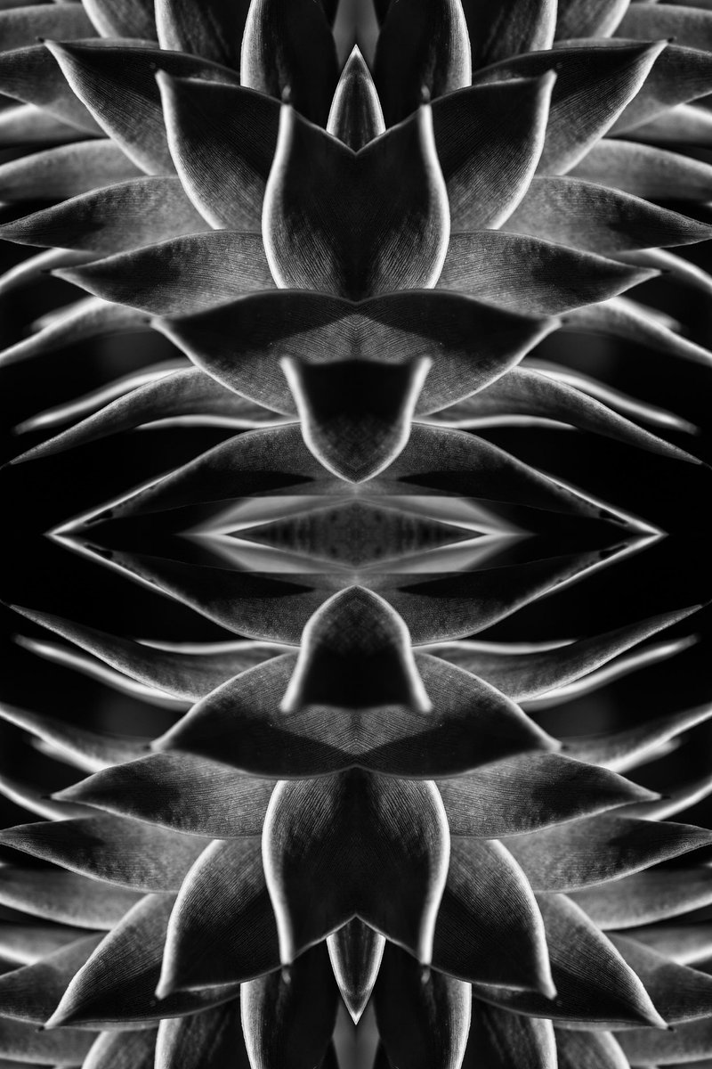 And_rew_Wilson's tweet image. First of two series of #MonkeyPuzzleTree photos turned into #repeatedpattern using #AffinityDesigner. Here's the first series. What do you think?

#pattern #blackandwhite #macro #organic #nature @affinitybyserif