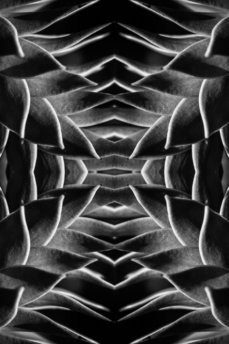 And_rew_Wilson's tweet image. First of two series of #MonkeyPuzzleTree photos turned into #repeatedpattern using #AffinityDesigner. Here's the first series. What do you think?

#pattern #blackandwhite #macro #organic #nature @affinitybyserif