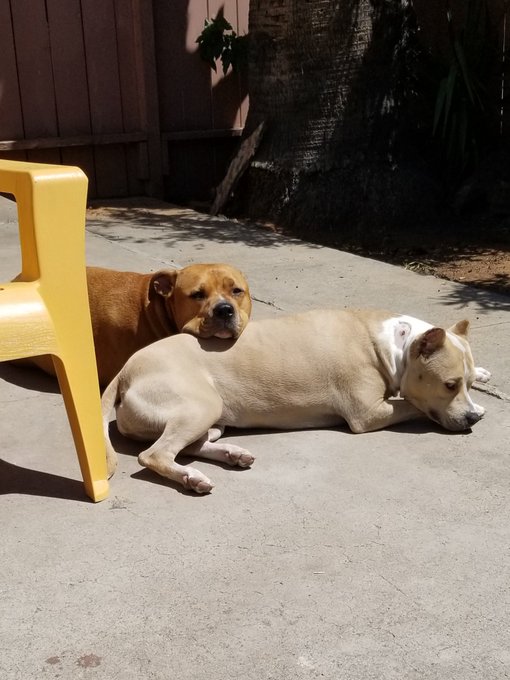 Lazy day at home with these 2 furry bundles of joy!!! https://t.co/lMjnVPhwOd