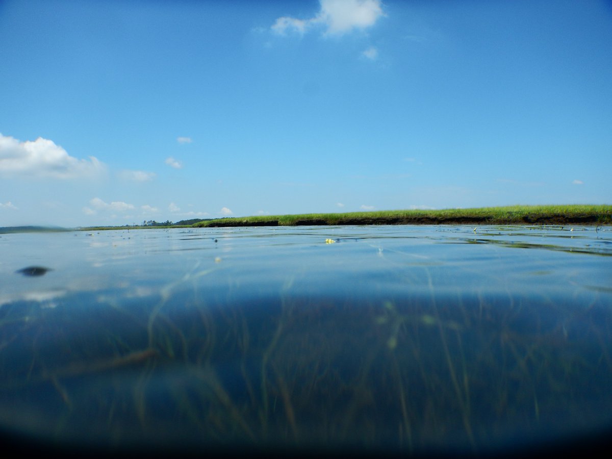 SeagrassSci's tweet image. Last week was a perfect #seagrass sampling week in the #ChesapeakeBay. Calm, clear water and plenty of grass! @VIMS_News