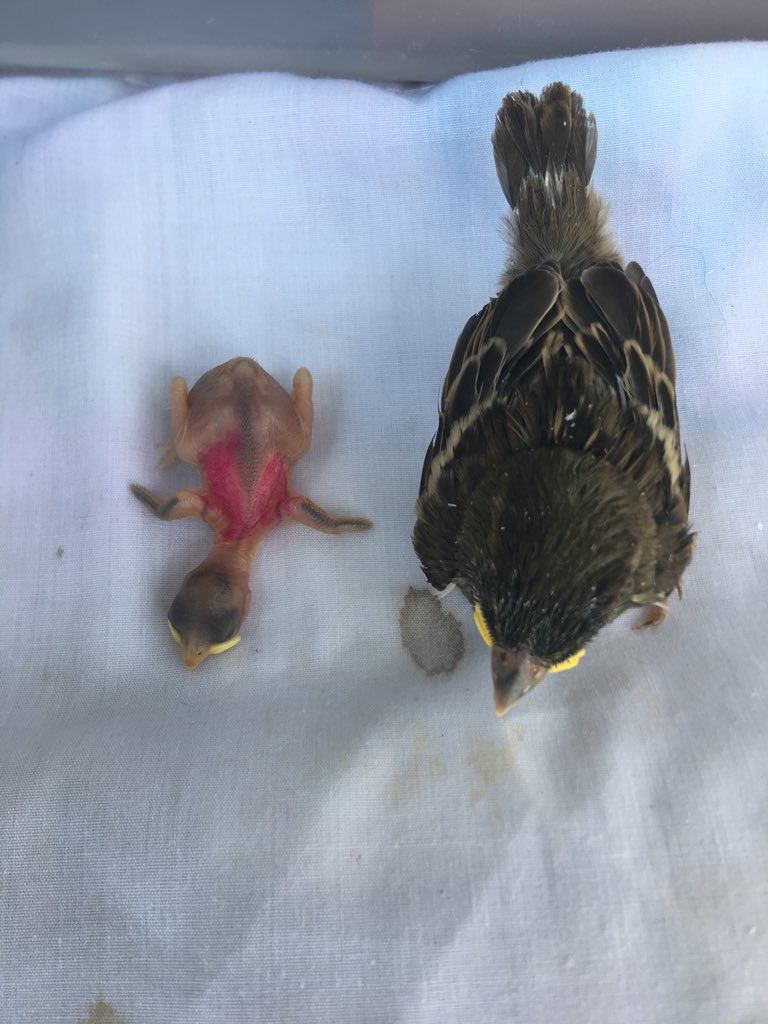 HeidingSparrow's tweet photo. How cool is this? House Sparrows go from looking like (left) Day 2 to (right) Day 10 in the span of 8 days!! #Hosp #FieldWork #Birds #Ornithology #TeamSparrow #Science https://t.co/bWto3tOoJh
