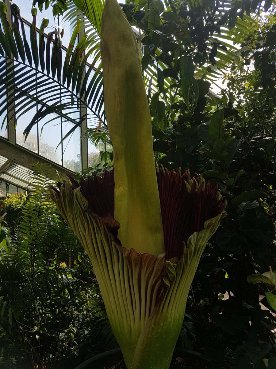 SpoelstraWill's tweet photo. Surrounded by flies and smelling like a corpse, I managed to get some nice shots of the Amorphophallus titanum gradually opening through the day. It doesn't smell too clever either! Worth a visit to the #PoWCKew @kewgardens @KewPressRoom @BiondiEli https://t.co/DnnMyb4wjD