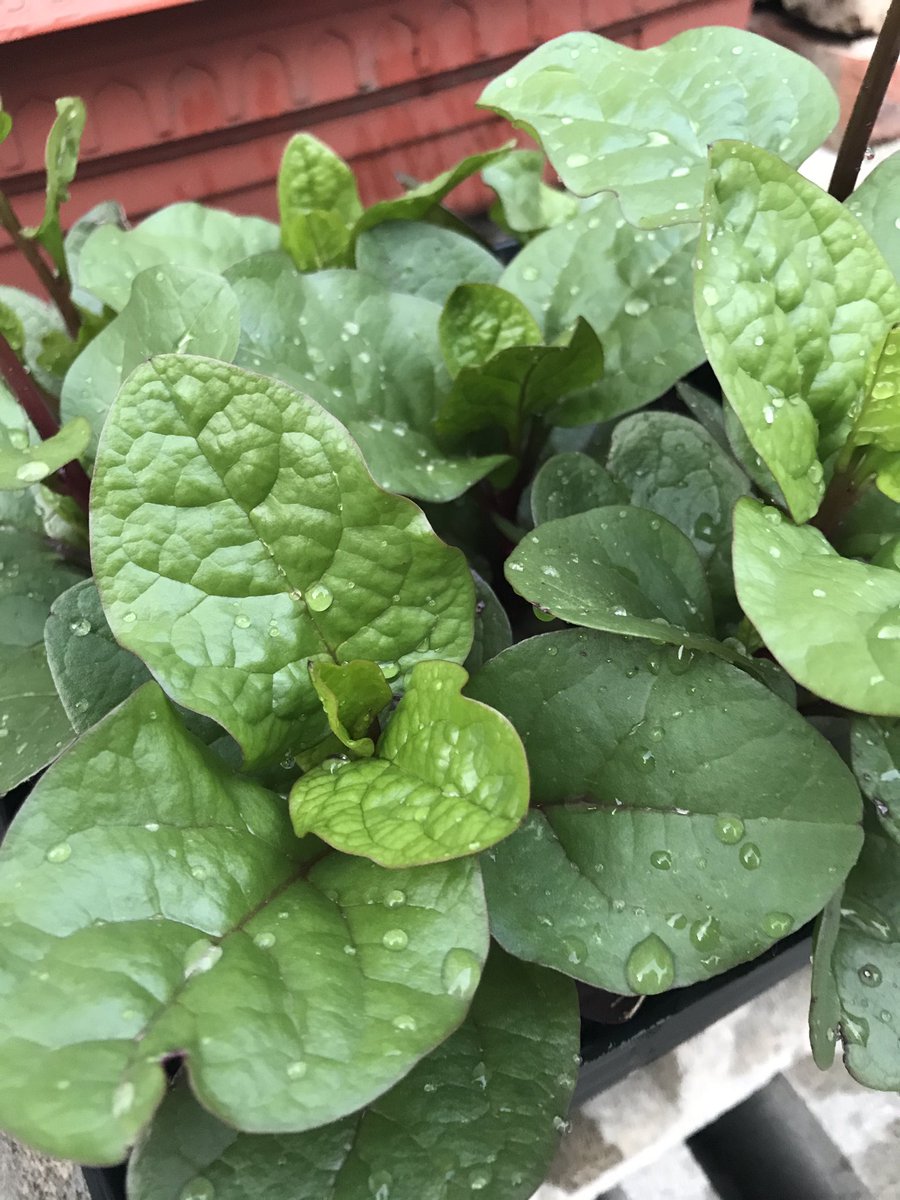 I'm growing spinach! It's at the top of the Dirty Dozen list, so I'd rather grow it myself ... what's your favourite thing to grow?! #gardening #food #cleanfood