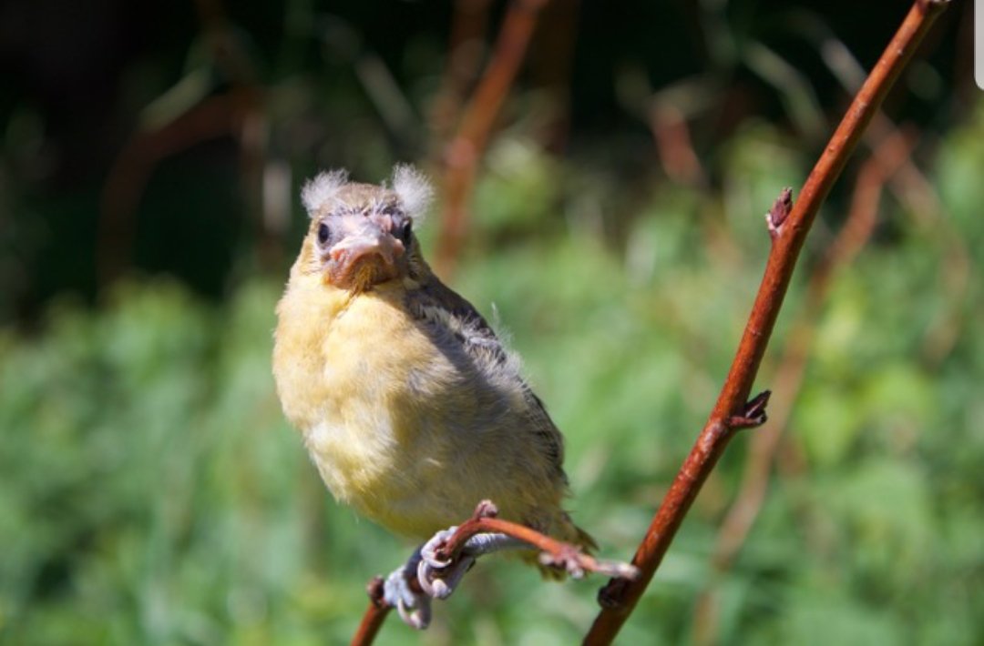 Tweet! #Farmsforcitykids #Springbrookfarm #GardenParty #babybird #gardenclassroom #BernieBird