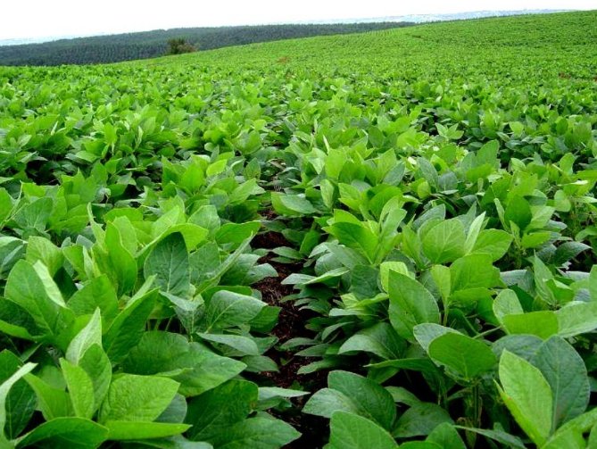 agrnegocios's tweet image. Nuevo récord en la superficie mundial destinada a cultivos modificados mediante #biotecnología

Datos @isaaa_org 👉 agronegocios.es/nuevo-record-e…

#biotechcrops #GMCrops2017 #ISAAAReport2017