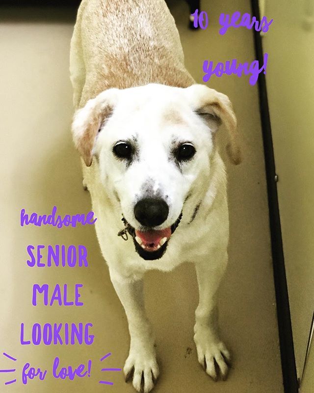 DogKrazyVA's tweet photo. Come by our Lee’s Hill location and meet this handsome senior! Dirk is 10 years young and looking for his forever family! He’s up for adoption through the @fredspca ! #adoptdontshop #fredspca https://t.co/EcDEbJ8Dpe