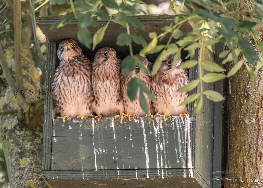 RuthSHart's tweet photo. Lots of activity today #Wild #Kestral #chicks. The babies ventured out for a look around @RSPBEssex @BBCSpringwatch @BTO_GBW @Natures_Voice #NIkon #D750 #Essex ©@RuthSHart 🐣📷 https://t.co/fL4lcxaTw7