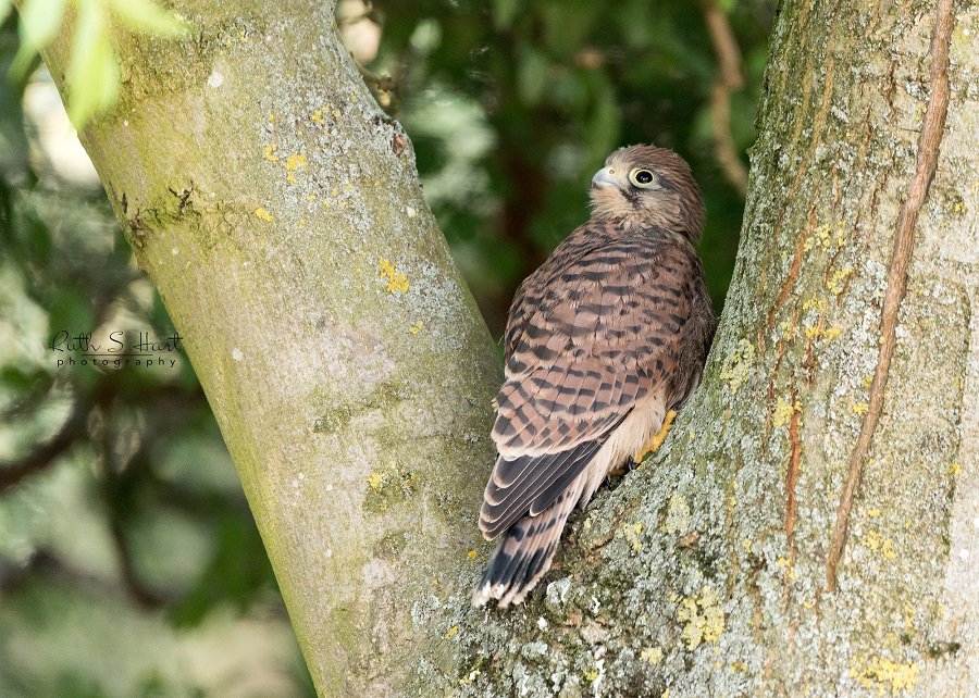RuthSHart's tweet photo. Lots of activity today #Wild #Kestral #chicks. The babies ventured out for a look around @RSPBEssex @BBCSpringwatch @BTO_GBW @Natures_Voice #NIkon #D750 #Essex ©@RuthSHart 🐣📷 https://t.co/fL4lcxaTw7