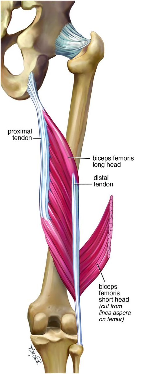 PhysioMeScience's tweet photo. Does the intramuscular tendon act like a free tendon?

https://t.co/5I1tiajzAw https://t.co/nVM24aOGyJ