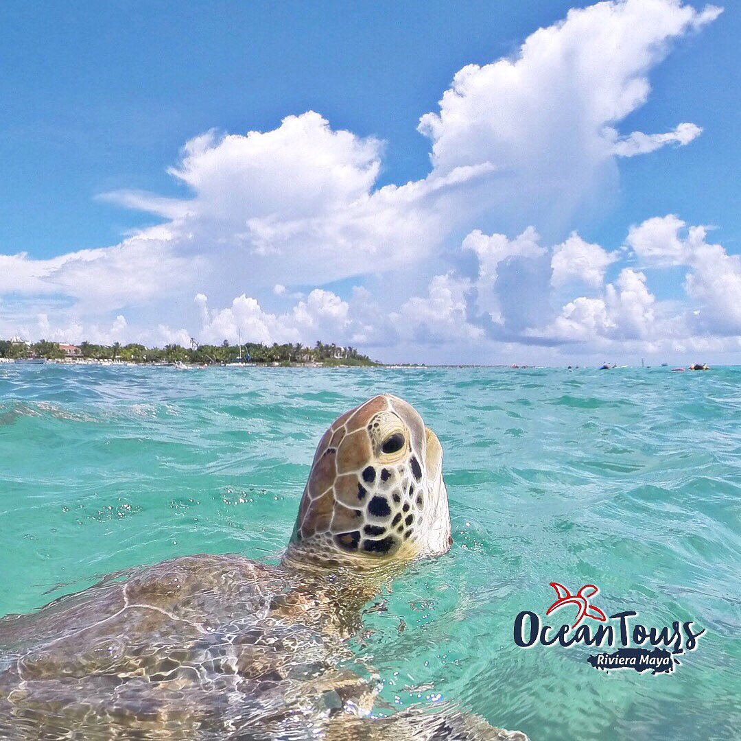 OceanToursMexic's tweet photo. #snorkeling with #seaturtles in #playadelcarmen @OceanToursMexic https://t.co/oLnPRwjRNC