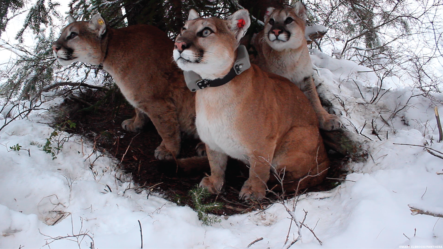 пума месси. месси кошка пума. можно ли держать пуму. можно ли держать пуму. питомец месси пума.