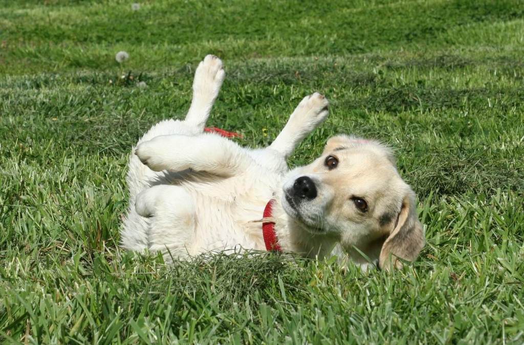 Keep your eyes peeled because your dog can communicate with you! timeforpaws.co.uk/blog/keep-your…