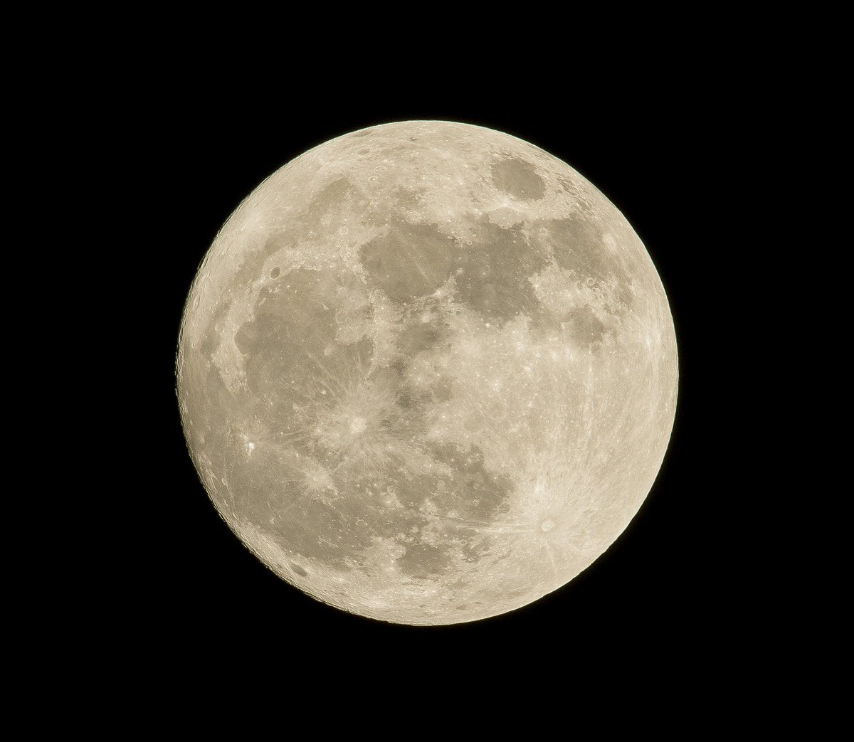 Nature_Florida's tweet photo. Did you know tomorrow night is Strawberry Moon, the first full moon of June? Stroll your garden under moonlight to spy on nocturnal pollinators like moths. #StrawberryMoon #pollinators #natureflorida #Moths #moonlightstroll https://t.co/mGnCCuj2mu