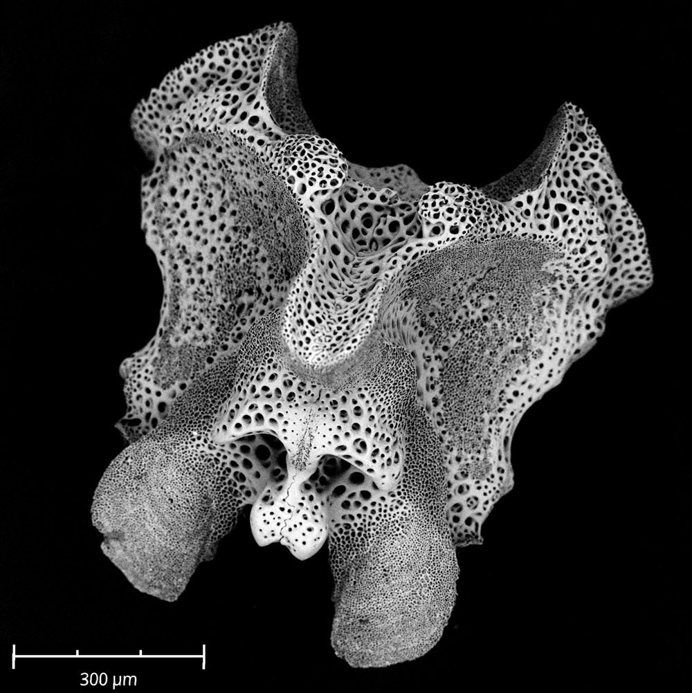 An ophiuroid vertebra (the core of the arm).  This element is two fused plates.  You can see the suture along the midline.