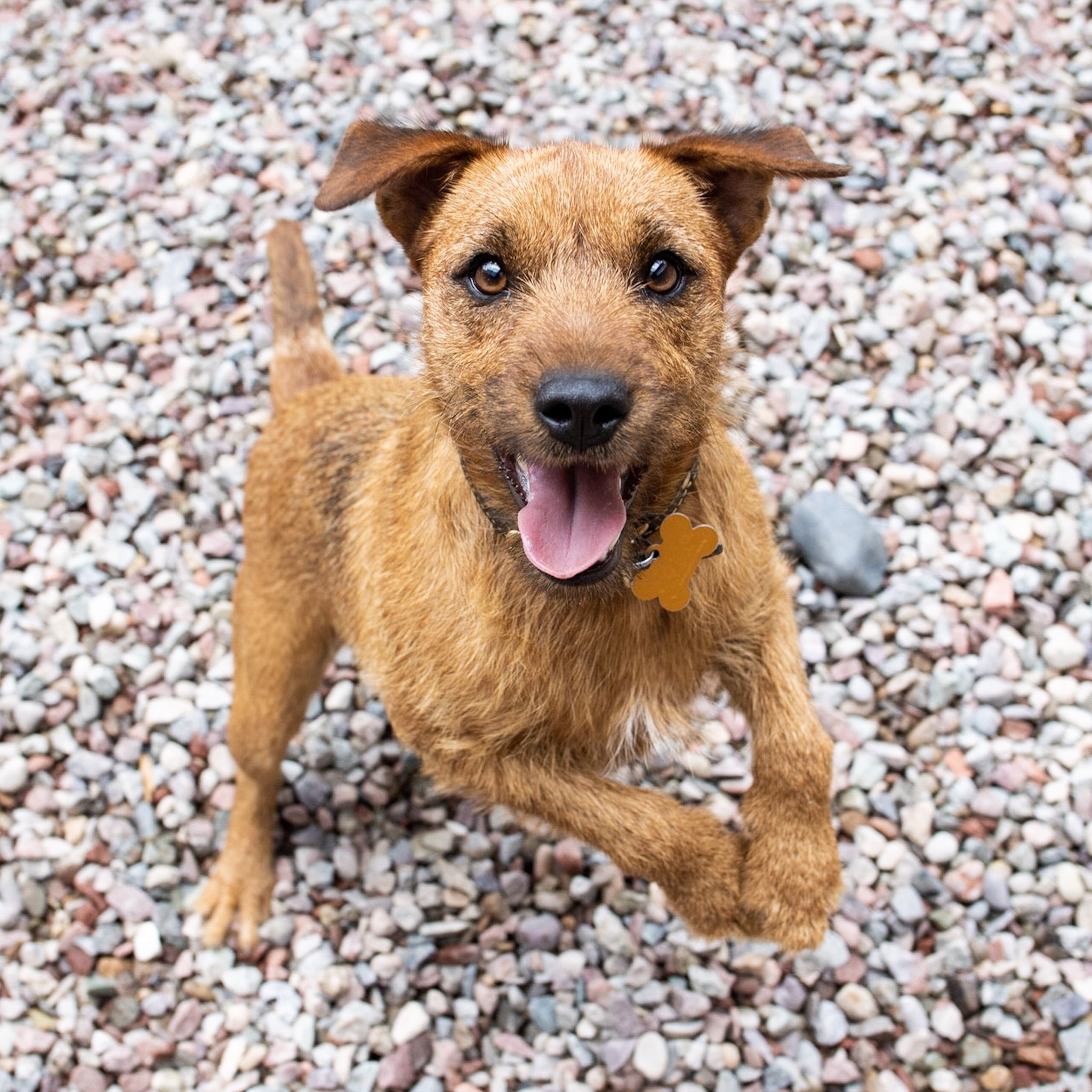 Ginger patterdale cheap terrier