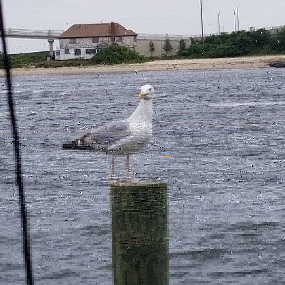 IRGRL's tweet image. Marvin #highlandsNJ