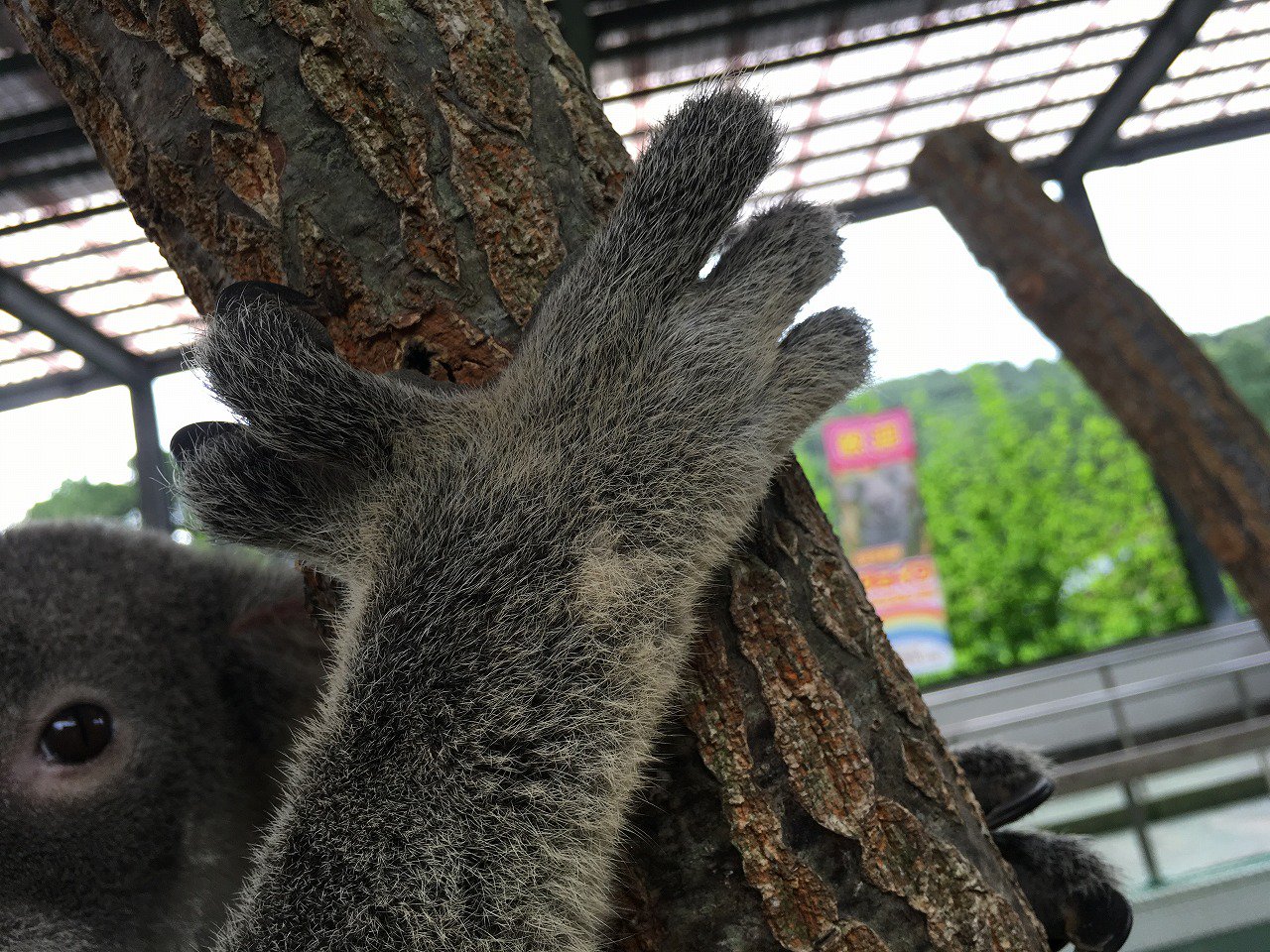 تويتر 鹿児島市平川動物公園 على تويتر コアラのヒミツを一つ 人間の手の指は5本で 手を開いてみると親指と残りの4本の指 に分かれています コアラの前肢の指は5本ですが 人間でいう親指と人差し指の2本と残りの3本に分かれています 木に登る時にしっかり枝を掴む