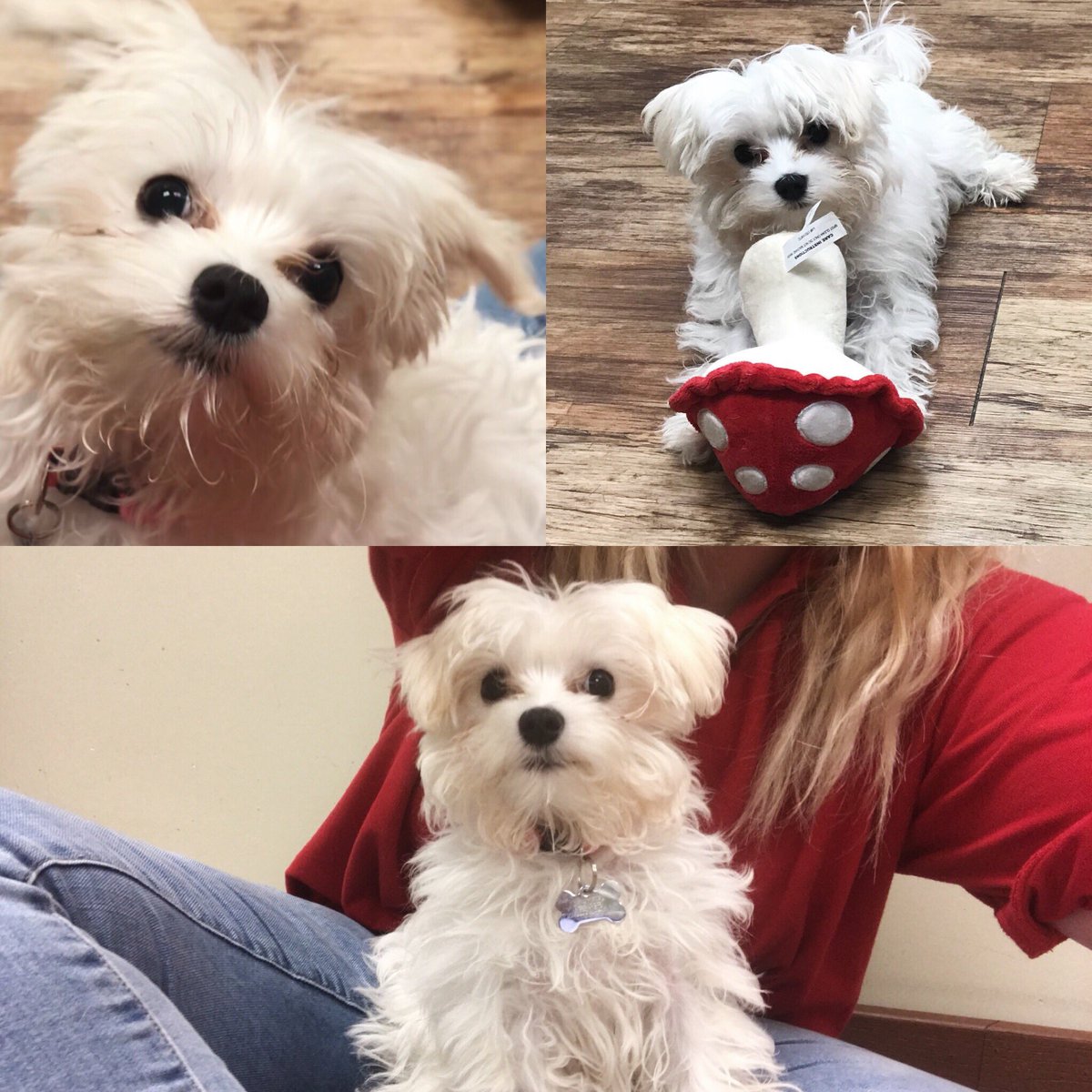 CBW_McKinney's tweet image. Loly loved her snuggle and play time today! Even the smallest toys we had were bigger than her!! ❤️

Call us today to learn how to add Extra Care to your pup’s stay! 

#campbowwowmckinney
#alldayplay #alldaysnuggle