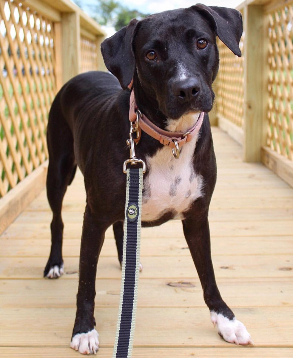 ToledoHumane's tweet photo. Perdita 🐶♥️ https://t.co/wQtchbKdob