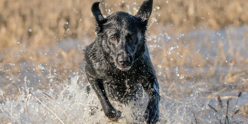 #ThatDogWill ... never stop retrieving. Where are you training this summer? (📷: Tony McAllister)