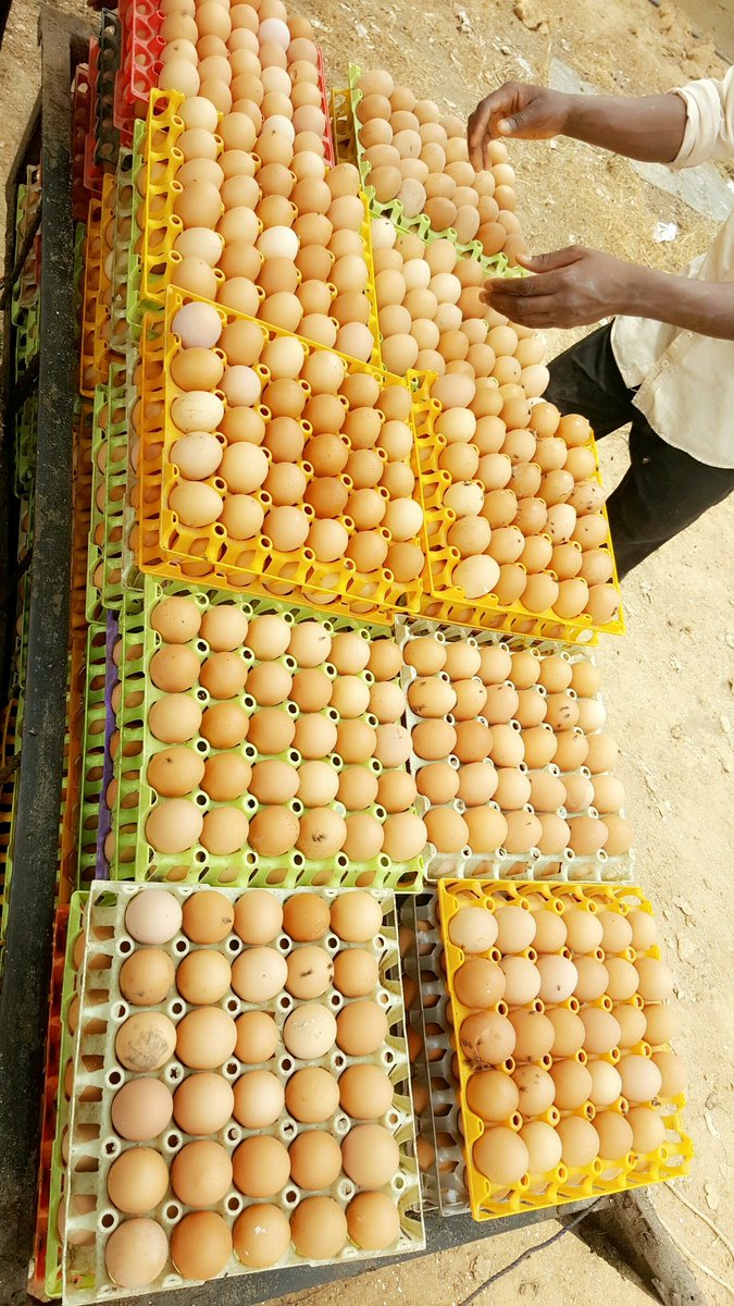 __Ahmadbuharee's tweet image. Please help a brother retweet,I have big eggs n healthy points of lay at affordable price...please contact 08033637068 tnx