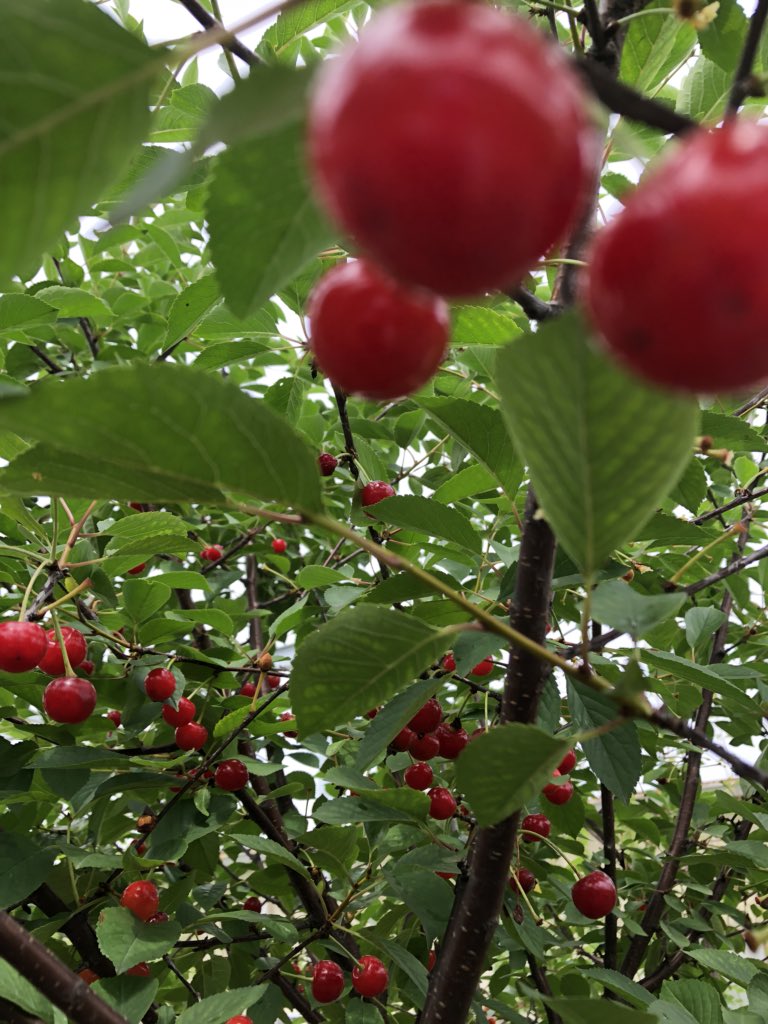Our own sour cherries, ya’ll. Will go into a single barrel or two. Be released some distant day at Area Two!
