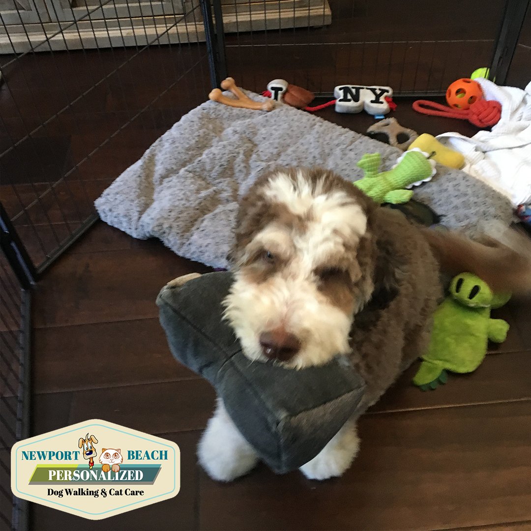 We love to spoil all our puppy clients with all those toys 🐶
#ocpetsitter #thedodo #humpday #costamesa #crystalcove #huntingtonbeach #lidoisle #newportbeach #picoftheday #stuffedtoy #photooftheday #dogoftheday #costamesa #ocdogwalking #bestpetsitter #weeklyfluff #follow #summer