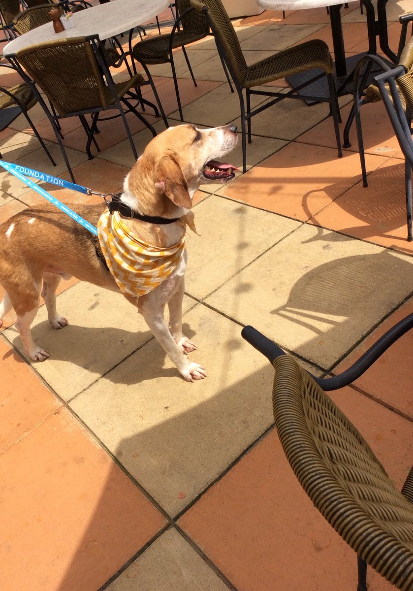 SpotsylvaniaTC's tweet photo. TJ has fun in The Village and took a minute to hang out on the patio at Bravo! adoptable @fredspca #dogadoption #bravocucina #fredspca #villagepetoftheweek https://t.co/GRw7PSUspO