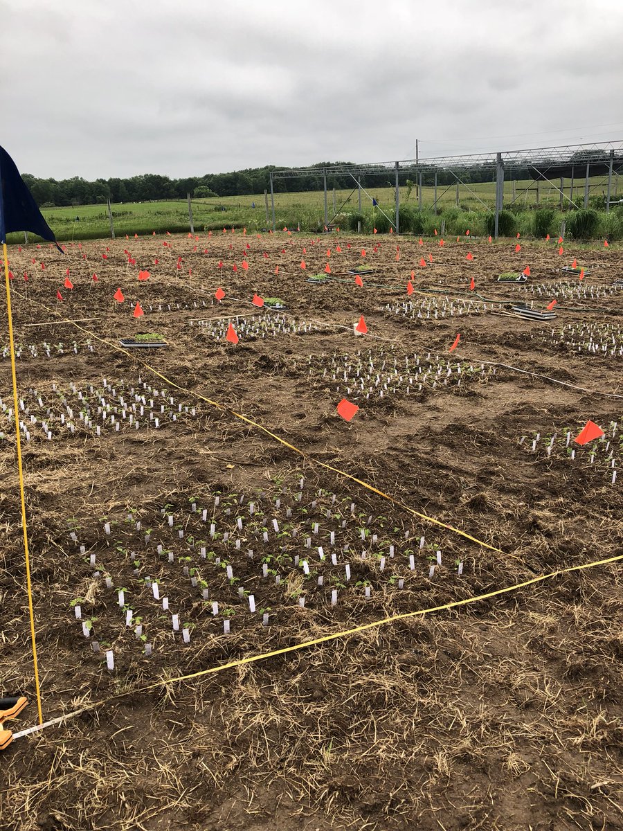 _AshleyRosinski's tweet photo. Planting and setting up research to determine the effect of environmental stresses on partridge pea genetic variation #retevolution #kbsk12 https://t.co/q6GtlGY0TG
