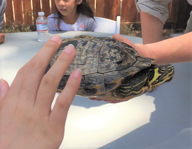 RealMomOfSFV's tweet photo. Turtle Tale Movie (Event Recap + Review) https://t.co/G8GhDWMa4M AD #TurtleTaleMovie #ReptacularAnimals #ReptacularRanch https://t.co/tdVWYJfoqb