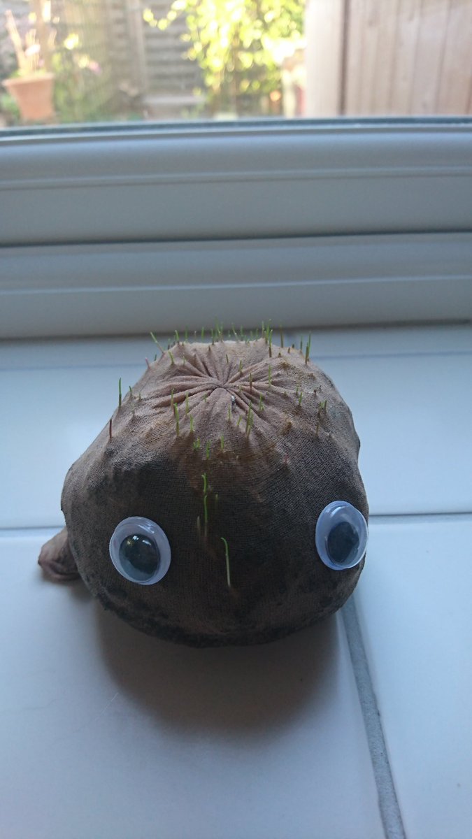 BecciWest's tweet photo. Suzie seed head has stubble! https://t.co/f5ei79EESH