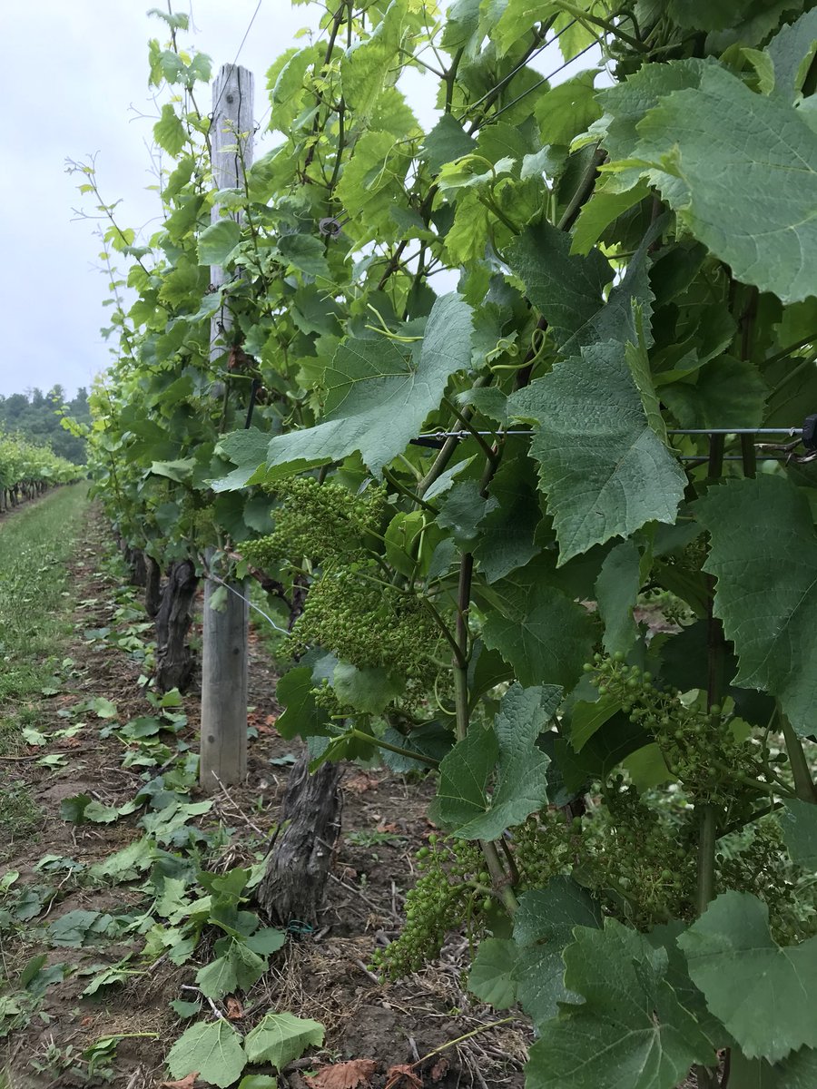 Rain is holding off, getting some mechanical leaf removal done at #MoiraVineyard. Post flowering and fruit set, no damage to to great #coolclimatewine Chardonnay <a href="/MalivoireWine/">Malivoire Wine</a> #BeamsvilleBench