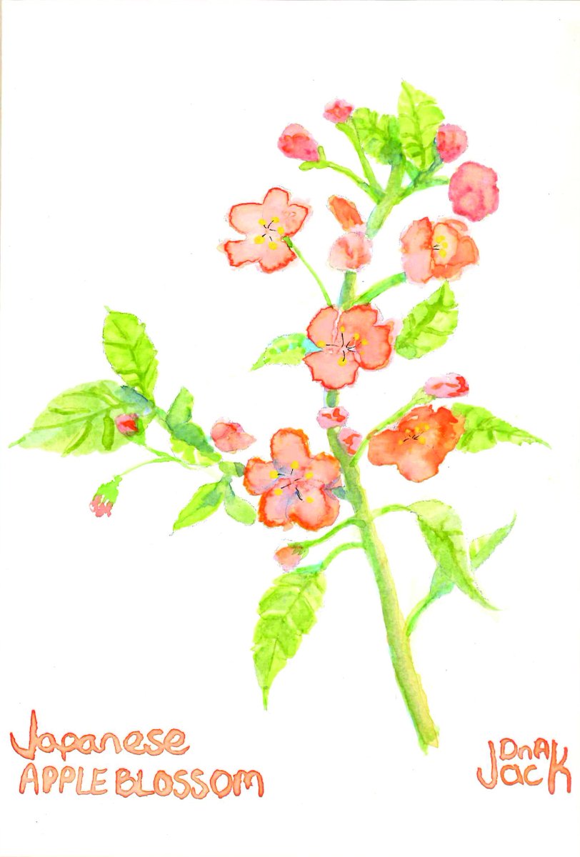 DNA_Jack's tweet photo. Apple Blossom did in an Japanese style #watercolour #japanese https://t.co/Yn1yWSa5aB