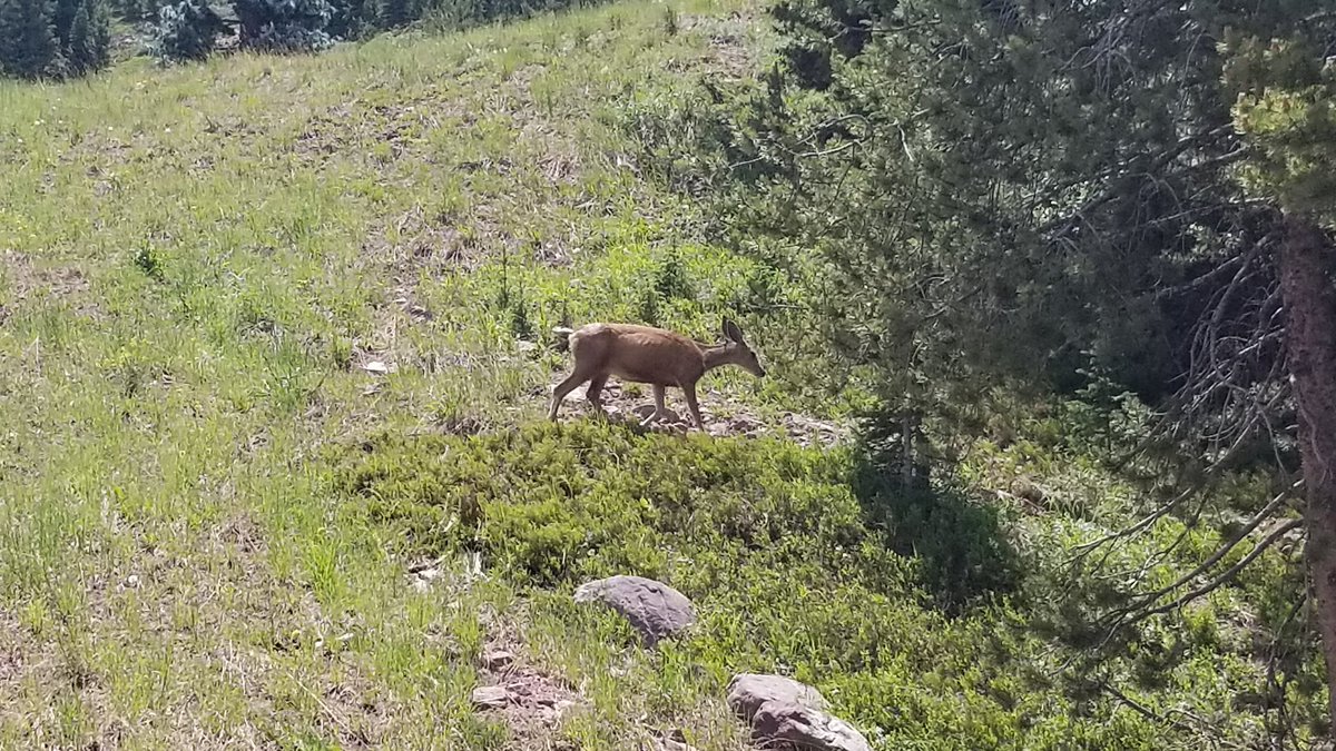 Vail lift ops tweet media