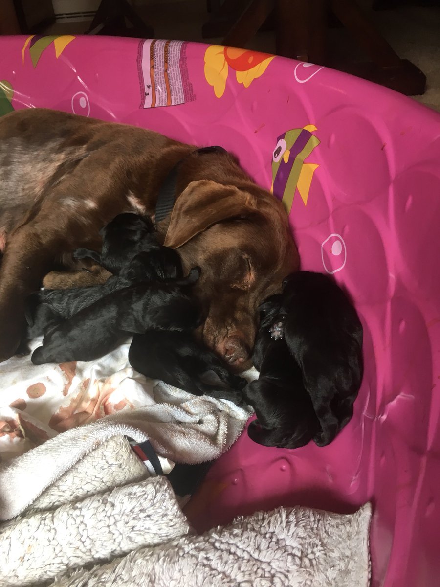 emilynester98's tweet photo. Lemme bless your timeline with this proud mama and her 7 new puppies ❤️ https://t.co/X9U11NPqCy