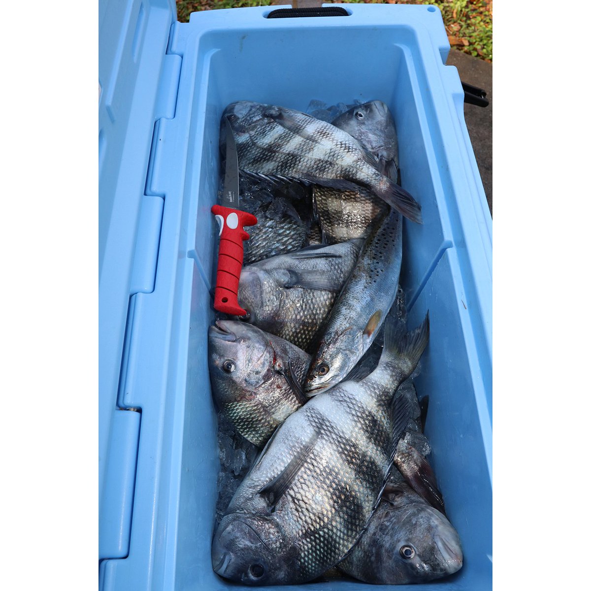 What type of fish are you filling your cooler with?
.
.
.
#bubbablade #bubba #oceantotable