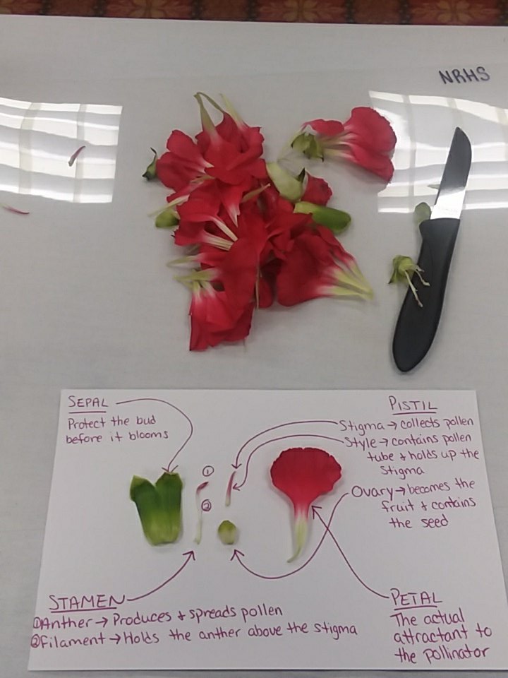 TaylorEnsign's tweet photo. Flower no more! This is what we do to pretty things so we can learn about science! #WIAgEd #NAAEinquiry #NAAE https://t.co/CfwEBnm1si