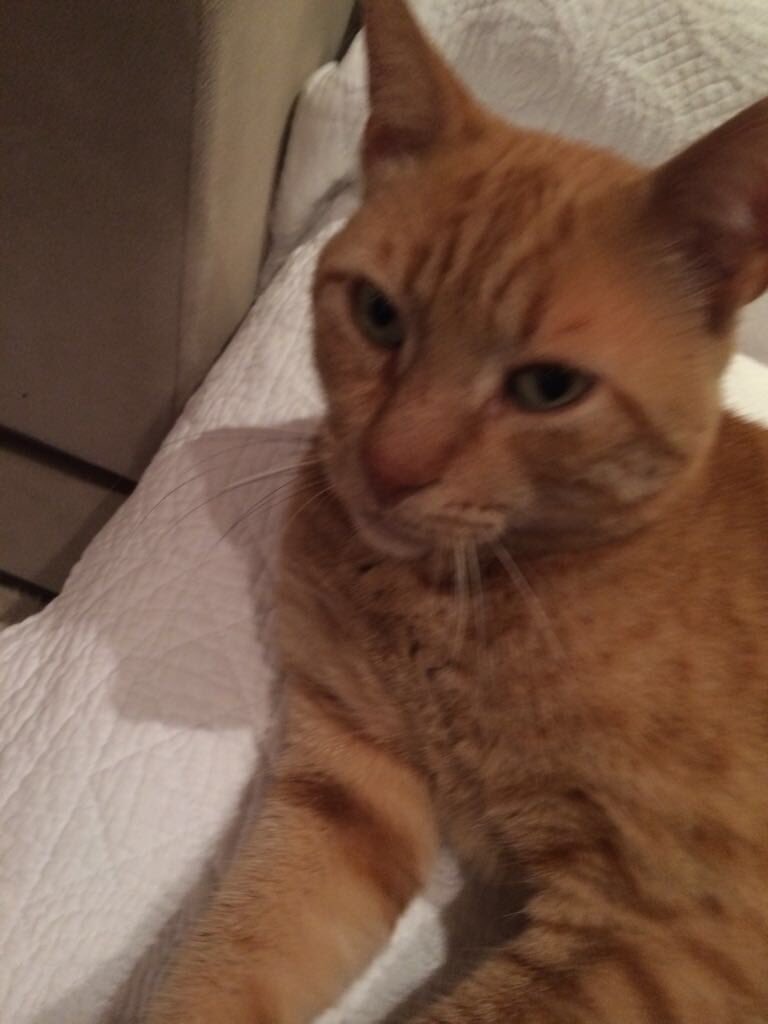 Paylaşan herkese çok teşekkür ederim ne olur devam edin bulalım oğlumu Adı minnoş Çekmeköy gökdeniz sitesi civarında kayboldu böbrek hastası kedi ilaçlarını düzenli alması lazım görenler güvenli bir yere alıp haber verebilirler mi insanlık adına 05063800461