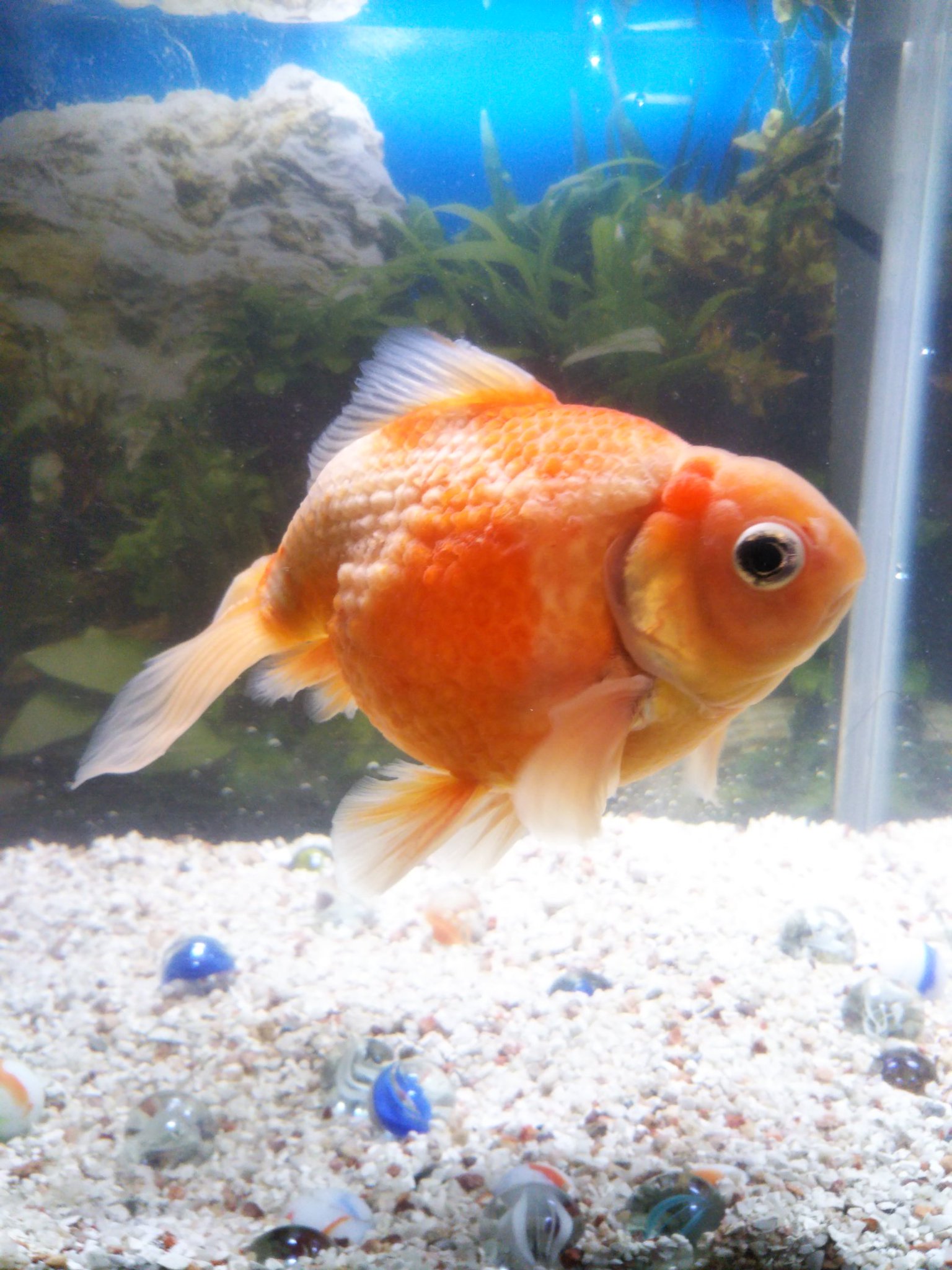 இல U ちなみに パンナコッタは巨大化したピンポンパール ノエルとスノーとショコラは アルビノコメットという種類 この子たち 目が赤いのわかりますか キラキラしてて ルビーの様なんです Twitter