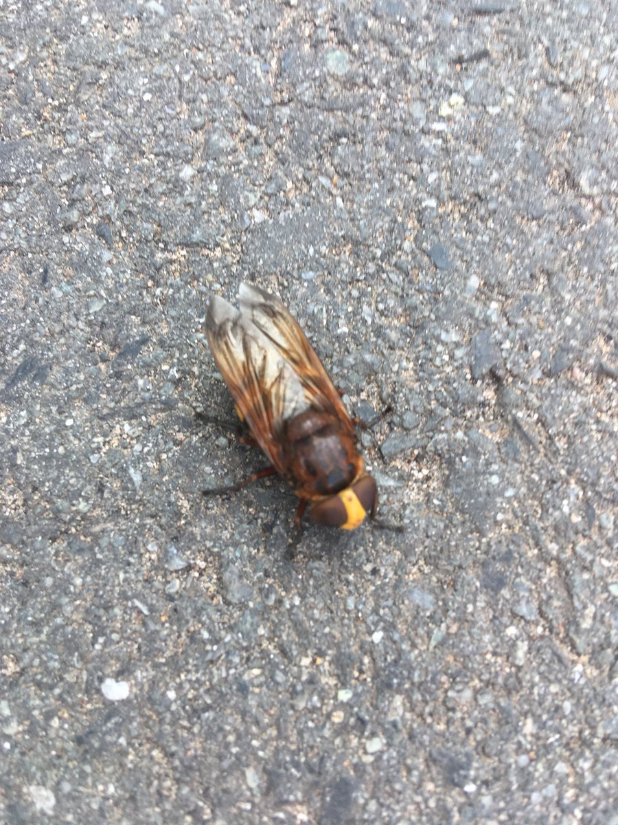 Does anyone know what this is? <a href="/BBCSpringwatch/">BBC Springwatch</a> @InsectNews