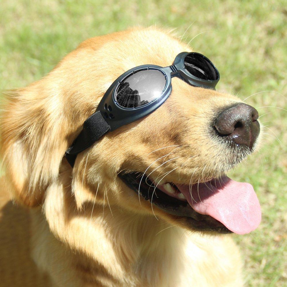 dog in sunglasses