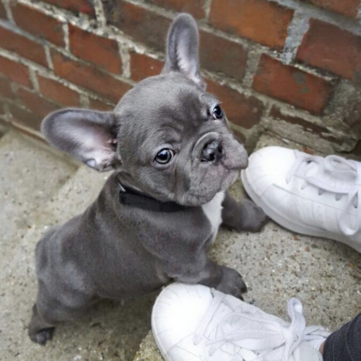 'Hi Mom, can I join the party?' I hope this adorable frenchie face makes your Wednesday a little better! 😊🐶 #ilovemyfrenchie #frenchbulldog #puppylove #pups