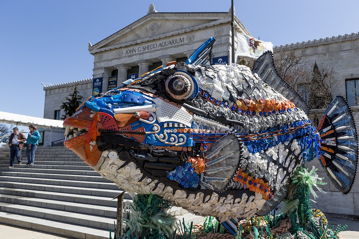 Shedd Aquarium on Twitter "Take a closer look at WashedAshore's Rufus