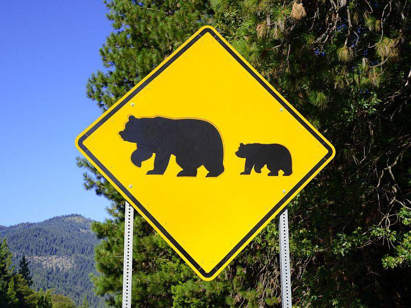 Bear In Your Backyard: How To Handle And Avoid Interactions With Black Bears dlvr.it/QYkfDW https://t.co/lyu9yu3g6M