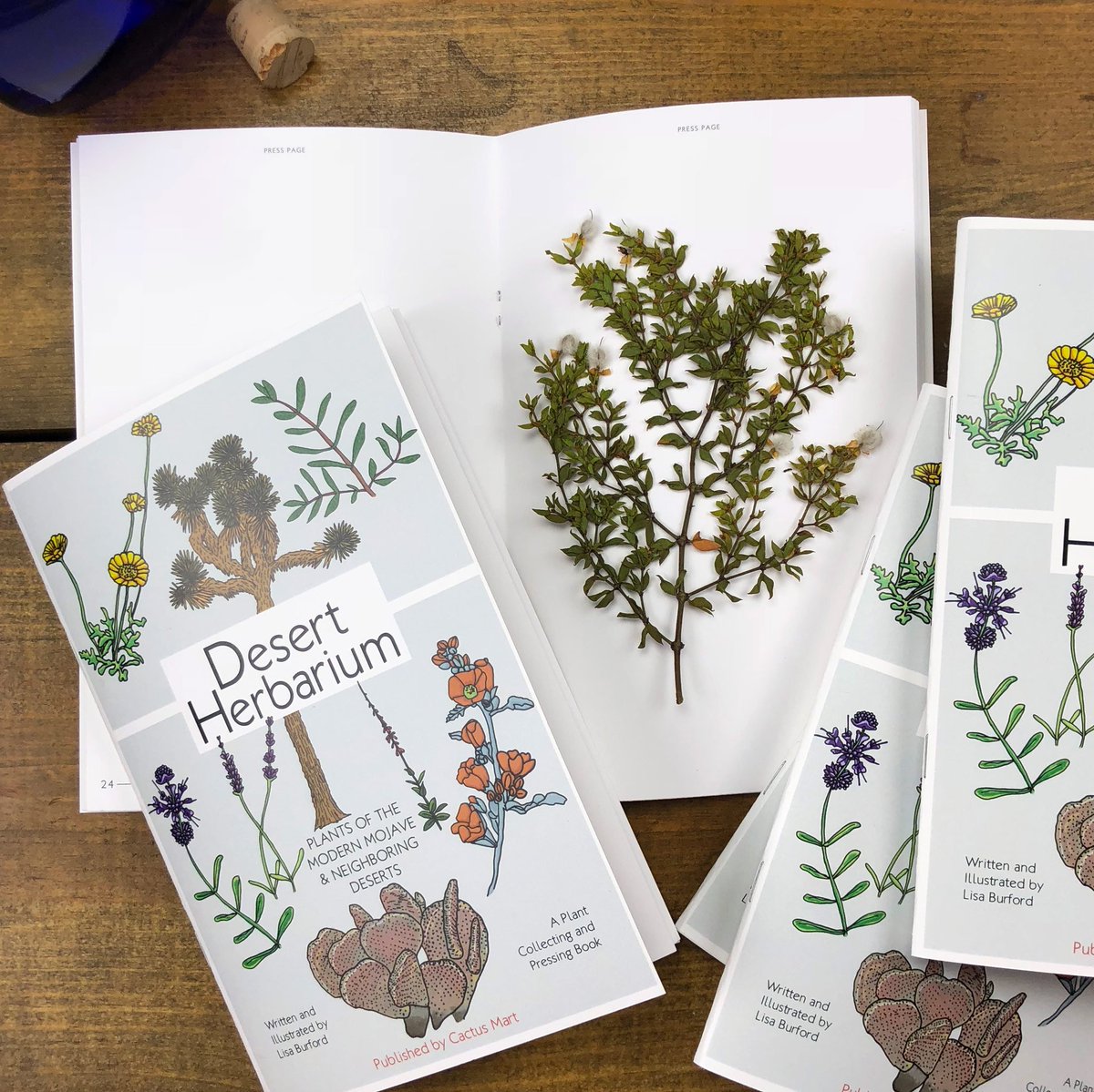 cactus_mart's tweet photo. Our very own Desert Herbarium book has just launched! Now available online and in store: https://t.co/vlVtSyhpRi It's a 50-page plant pressing and collecting book that includes info on native, naturalized, and desert grown Mojave Desert &amp; neighboring deserts plants. https://t.co/CJ2LFJlFuP