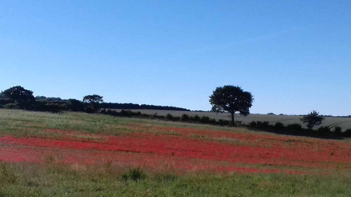 ControlTowerNC's tweet image. Currently here in the parish of Walsingham 
#FieldsOfPoppies #locallanes #LoveNorfolk