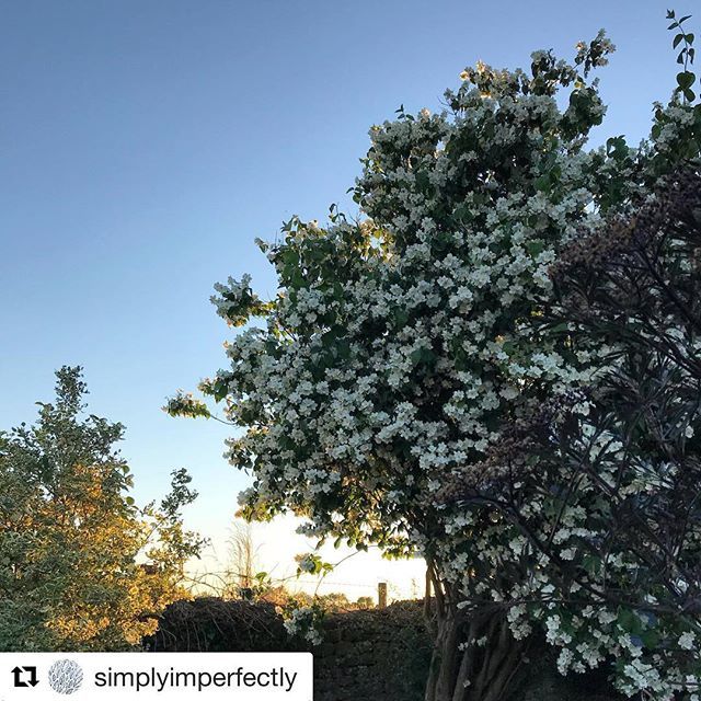 MarianaBlackArt's tweet photo. Beautiful end of a sweet day.
Reposted from my @simplyimperfectly insta.
.
#floatinglemons #inthegarden #oxfordshire #englishgarden https://t.co/Z62OJhw3Np https://t.co/R3CzkE3xwb
