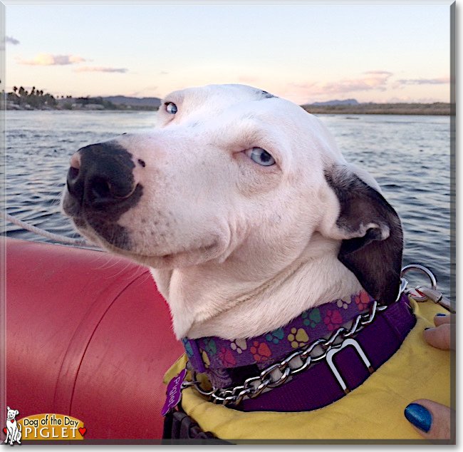 dogofthedaycom's tweet photo. Wednesday's Dog of the Day is #heroic Piglet, a #Catahoula #LeopardDog #SearchDog #love - talk of her https://t.co/pnlP1oXWcT
 #dogoftheday #dogs #dogsoftwitter
 @PigletHeroDog https://t.co/eBYuxQVDss