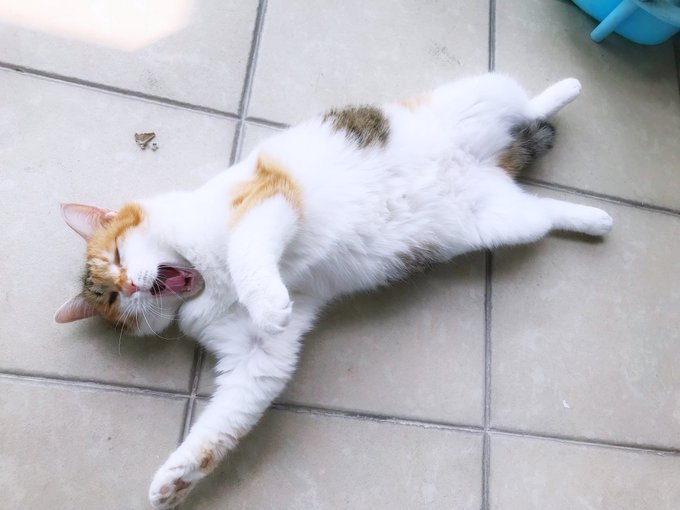 Twitterのコスプレ画像53