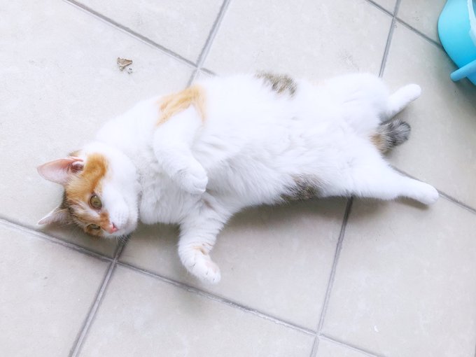 Twitterのコスプレ画像54